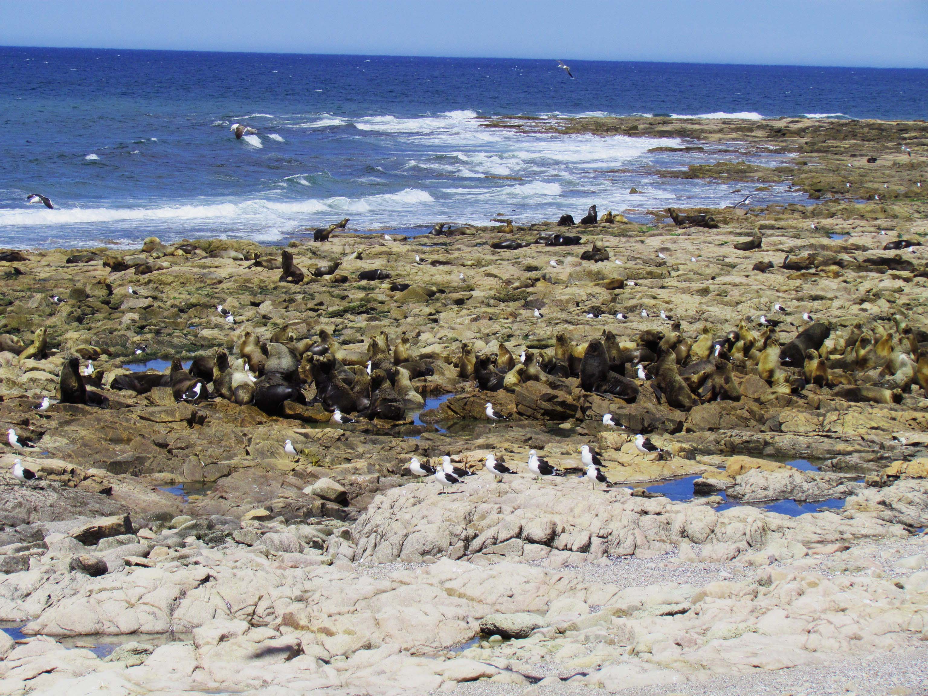 El lugar posee una colonia reproductiva de lobos marinos de un pelo. Foto: Islote Lobos